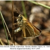 thym lineola female3